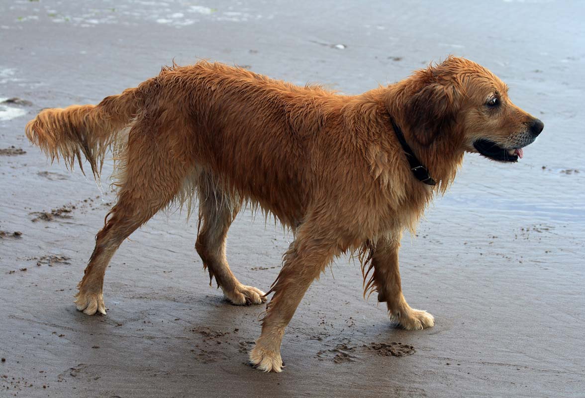Zvieraci modeling