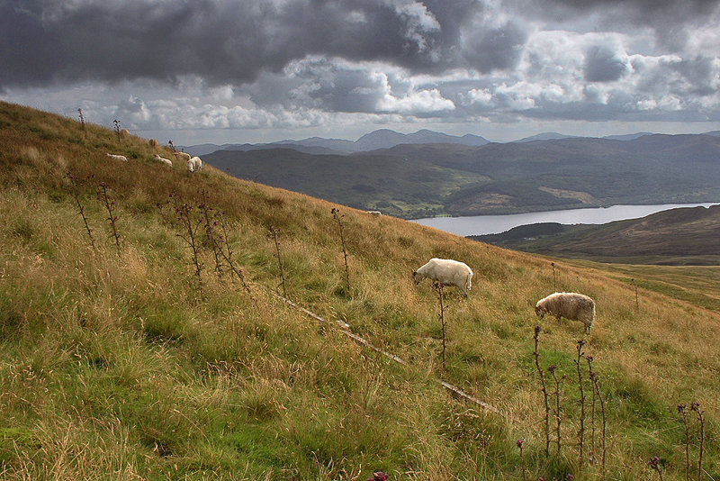 Sheeps on Ben Lawers