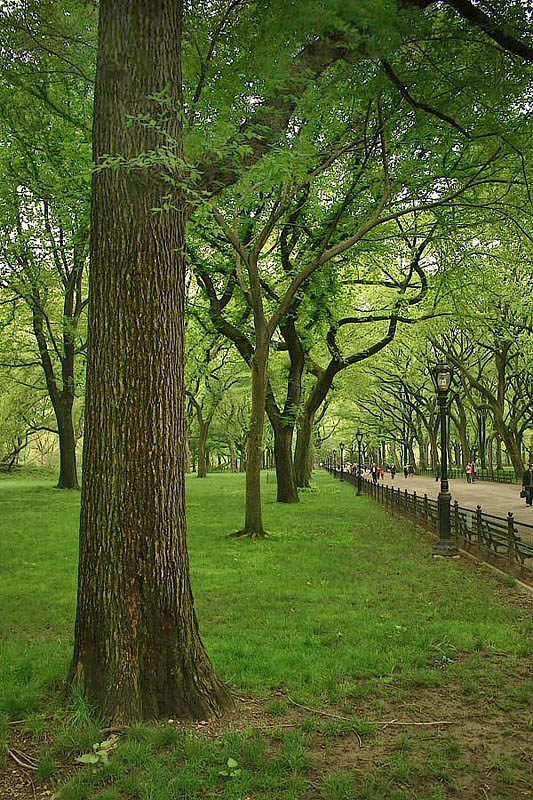 Central park