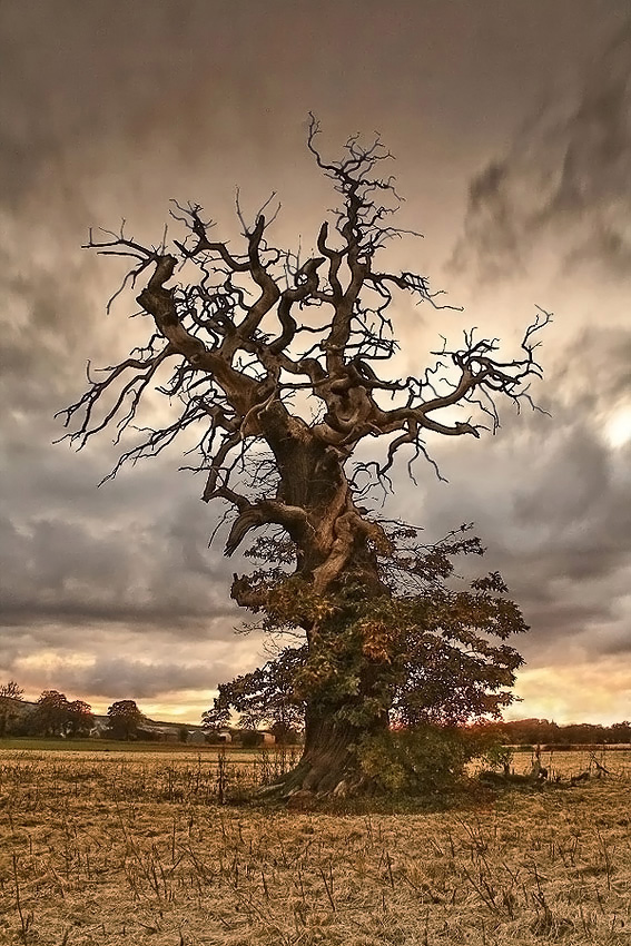 dead tree