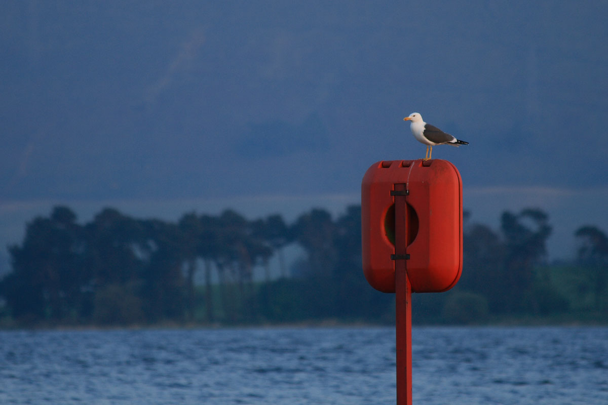 BAYWATCH