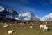 Pastvina pod Bla Bheinn