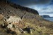 Sheep wall